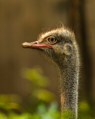 Vertical close-up shot of an ostrich in the field