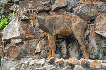 Red goral (Naemorhedus baileyi) on a cliff before jumping down - obrazy, fototapety, plakaty