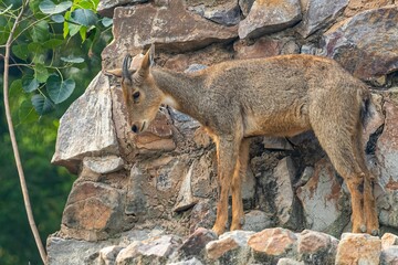 Red goral (Naemorhedus baileyi) looking down from a cliff before jumping down