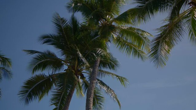 Slow motion summer breeze looking up at palm trees on blue sky background