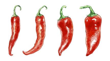 Red hot chili pepper, whole pods. Hand drawn watercolor illustration. Perfect for menu design, stickers, postcard, cover, label. Vecor set.