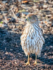 Vertical closeup of a Cooper's hawk (Accipiter cooperii) on the ground against blurred background