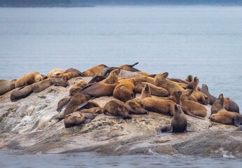 Fototapeta premium Closeup of sea lions on a rocky coast of a lake against blurred background