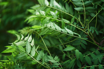 Sorbaria sorbifolia, the leaves of shrub. Green background, the plant in the nature with copy space. High quality photo