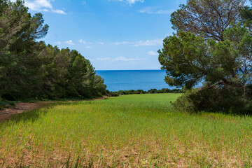 Fototapeta na wymiar Green flower meadow next to the sea on the Island of Mallorca, Spain. Sunny day hiking.