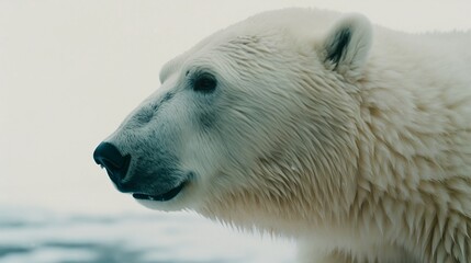 Obraz na płótnie Canvas A Close-up of a Polar Bear in the Wild - Generative ai