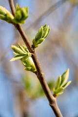Waking up to life lilac and its lush green leaves on a sunny spring day