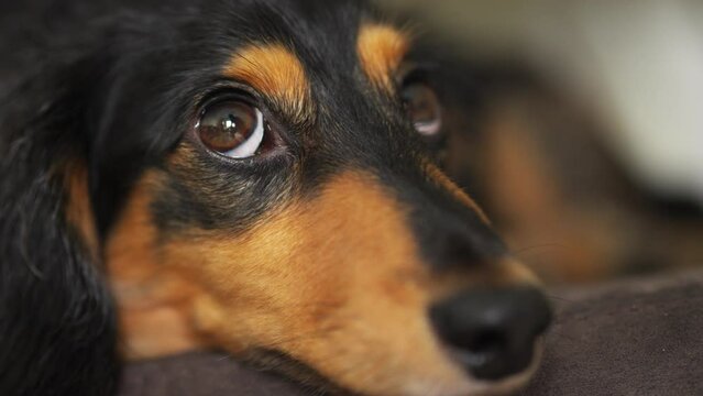 Cute dachshund sausage dog resting on a brown sofa with big round eyes