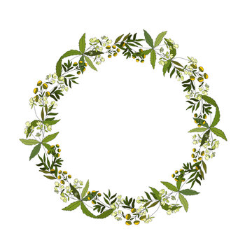 Round botanical wreath of field natural plants. Flowers and leaves of madder dye. Medicinal herb.