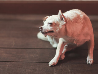 brown Chihuahua dog scratching on wooden floor in the room.