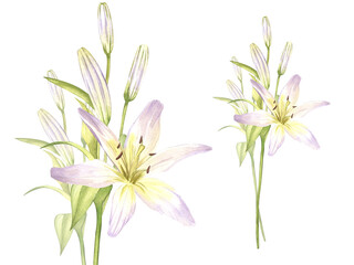 Lilies, buds. Hand drawn watercolor illustration of white flowers with greenery. Clipart for greeting cards, wedding invitations, notebooks