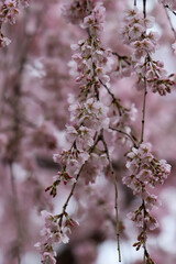 京都御苑の紅枝垂れ桜