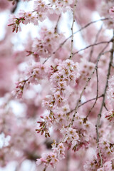 京都御苑の紅枝垂れ桜