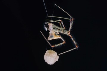 Macro shot of a chrysso spider isolated on a black background