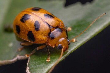 Macro shot of a bean leaf beetle on a leaf surface