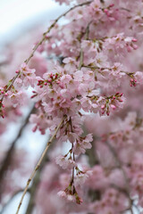 京都御苑の紅枝垂れ桜