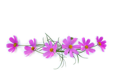 Pink flowers cosmos on a white background with space for text. Top view, flat lay