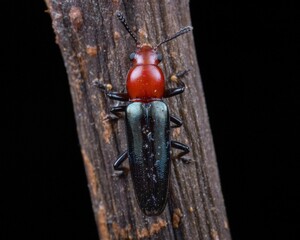 Macro shot of a red black lizard beetle on a brown surface