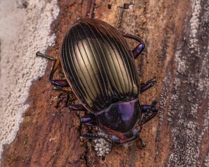 Macro shot of a darkling beetle on a wooden surface