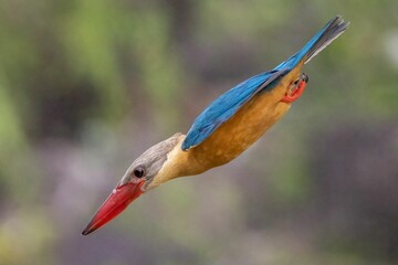 Selective focus shot of an exotic kingfisher bird flying downward
