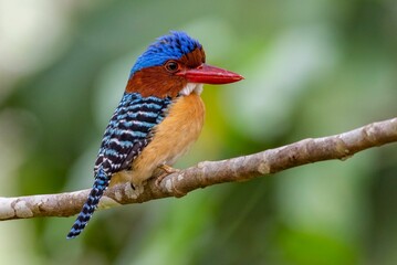 Selective focus shot of an exotic kingfisher bird perched on a branch