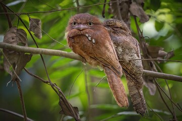 Selective focus shot of papuan frogmouth birds perched on a tree branch
