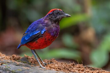 Selective focus shot of an exotic garnet pitta bird perched on a branch