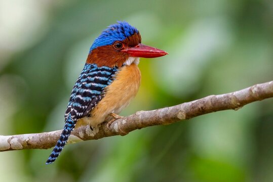 Selective focus shot of an exotic kingfisher bird perched on a branch