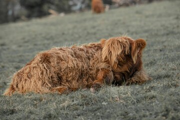 Closeup of a calf laying on Scottish Highlands