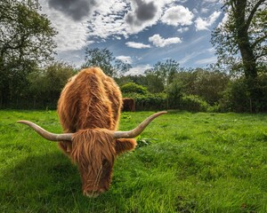 Beautiful calf grazing on Scottish Highlands