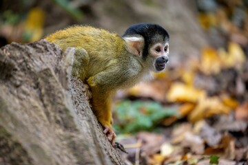 Closeup of a black-capped squirrel monkey on a tree trunk with autumn leaves blurred background