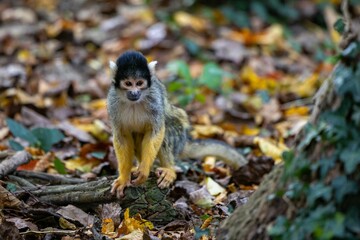 Closeup of a black-capped squirrel monkey on a tree trunk with autumn leaves blurred background