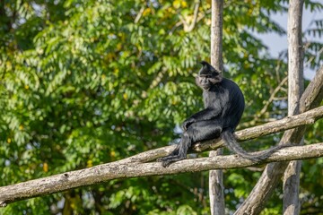 Black crested mangabey playing on wooden rodes sunlit trees blurred background