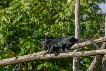 Black crested mangabey playing on wooden rodes sunlit trees blurred background