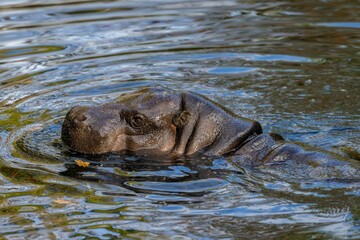 Closeup of a head of a Pygmy hippopotamus swimming in the lake