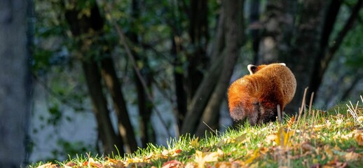 Rear of a red panda walking on the sunlit grass in the forest with blurred background