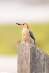 Red-bellied woodpecker (Melanerpes carolinus) perched on a wooden post in front of green grass in Sarasota, Florida