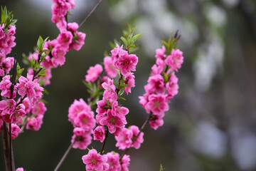 Fototapeta na wymiar ピンクの花桃の花