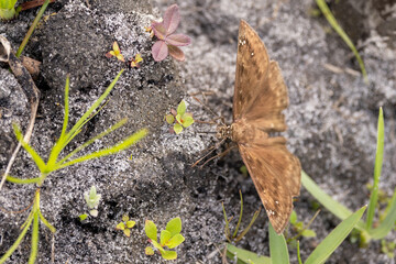A brown butterfly, possibly a species of skipper, in Coker Prairie Tract in southwest Florida