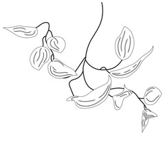 Coloring tropical liana vine plant. Epipremnum clip art, creeper, flower. Home plant singonium.