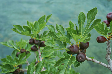 Branches of a fig tree with ripening figs, selective focus for berries. Fig grows over a mountain...
