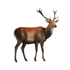 deer with style hand drawn digital painting illustration