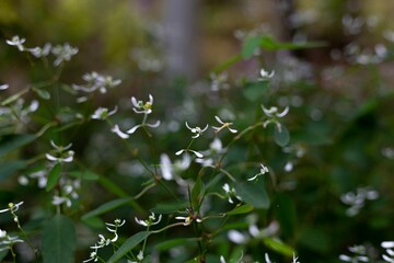Selective focus shot of small white flowers