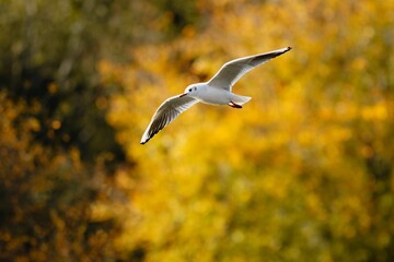 Beautiful view of a unique and wonderful black headed gull  flying with outstretched wings