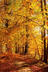 Beautiful vertical view of autumn yellow trees in a forest during sunrise