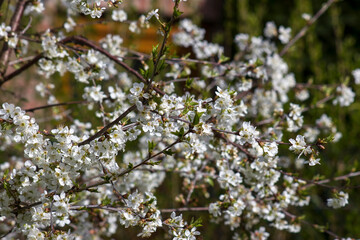 Blossom cherry tree - spring tree - soft focus