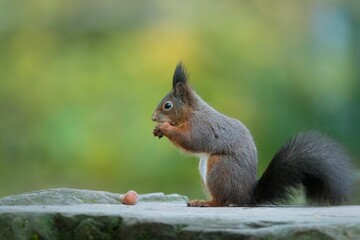 Closeup of a cute squirrel on a stone eating a nut