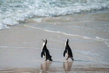 Beautiful view of cute and unique african penguins walking at the Boulders Beach near the Cape Town