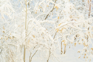 Acacia branches covered with snow. Fabaceae pods in winter.