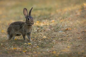 Beautiful rabbit on dry grass in a field during sunrise